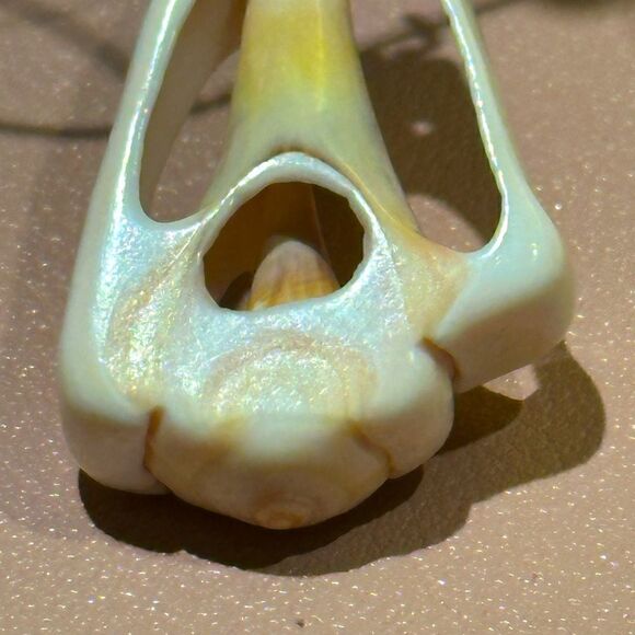 Shell Earrings  - Picture 2 of 4